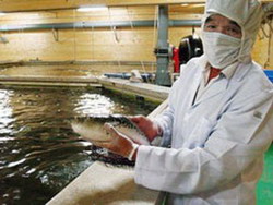 Рыба фугу | Япония | рыбная ферма 