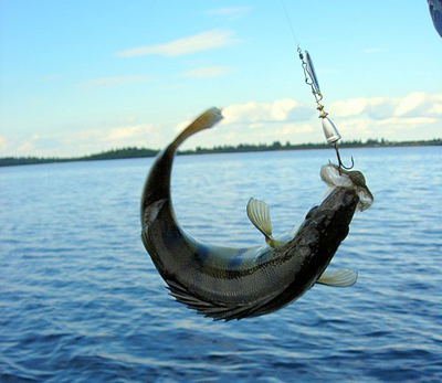 рыбалка судака на течении